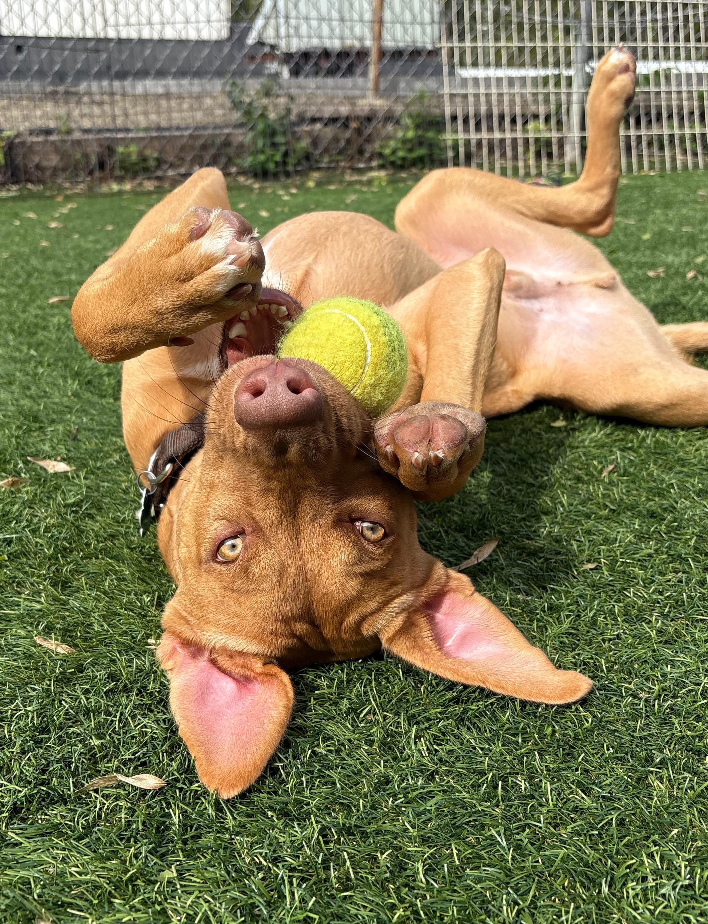 Enlarge Bob, a Adopted Vizsla in Norwalk, CT image 2/6