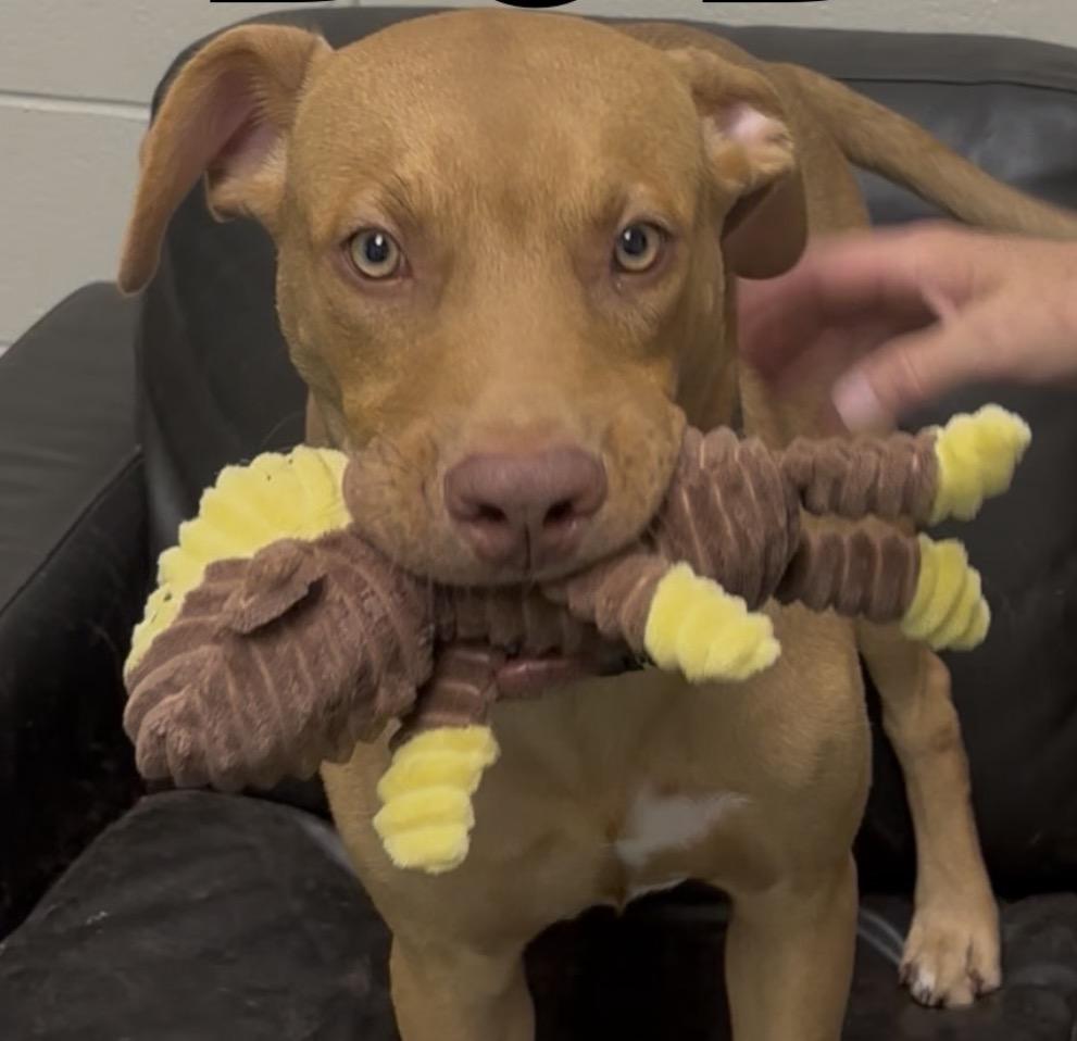 Enlarge Bob, an adopted Vizsla in Norwalk, CT image 3/6
