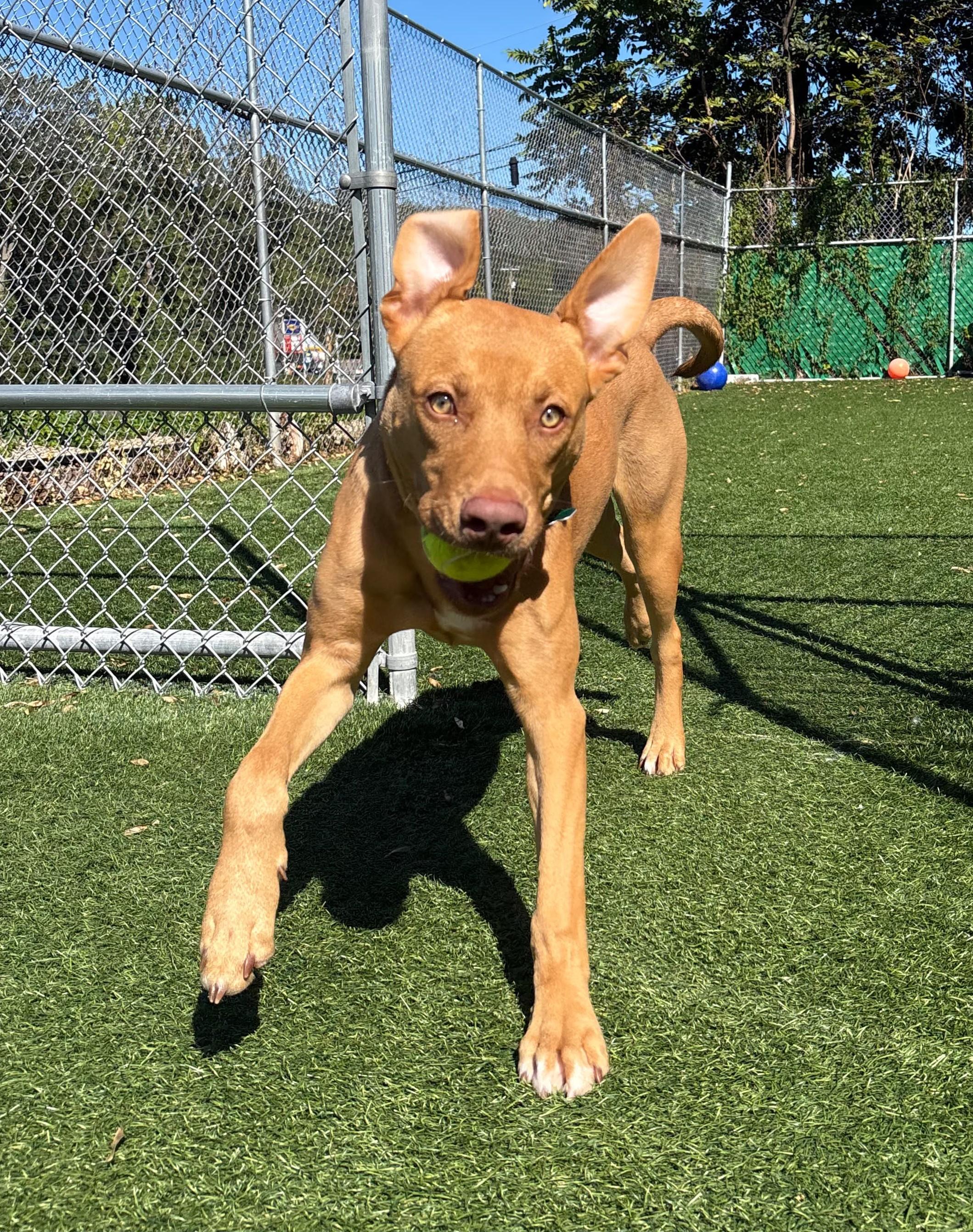 Enlarge Bob, a Adopted Vizsla in Norwalk, CT image 5/6