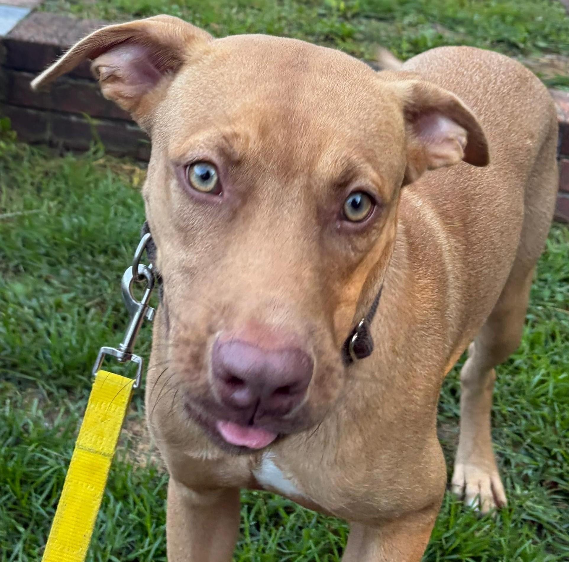 Enlarge Bob, an adopted Vizsla in Norwalk, CT image 1/6