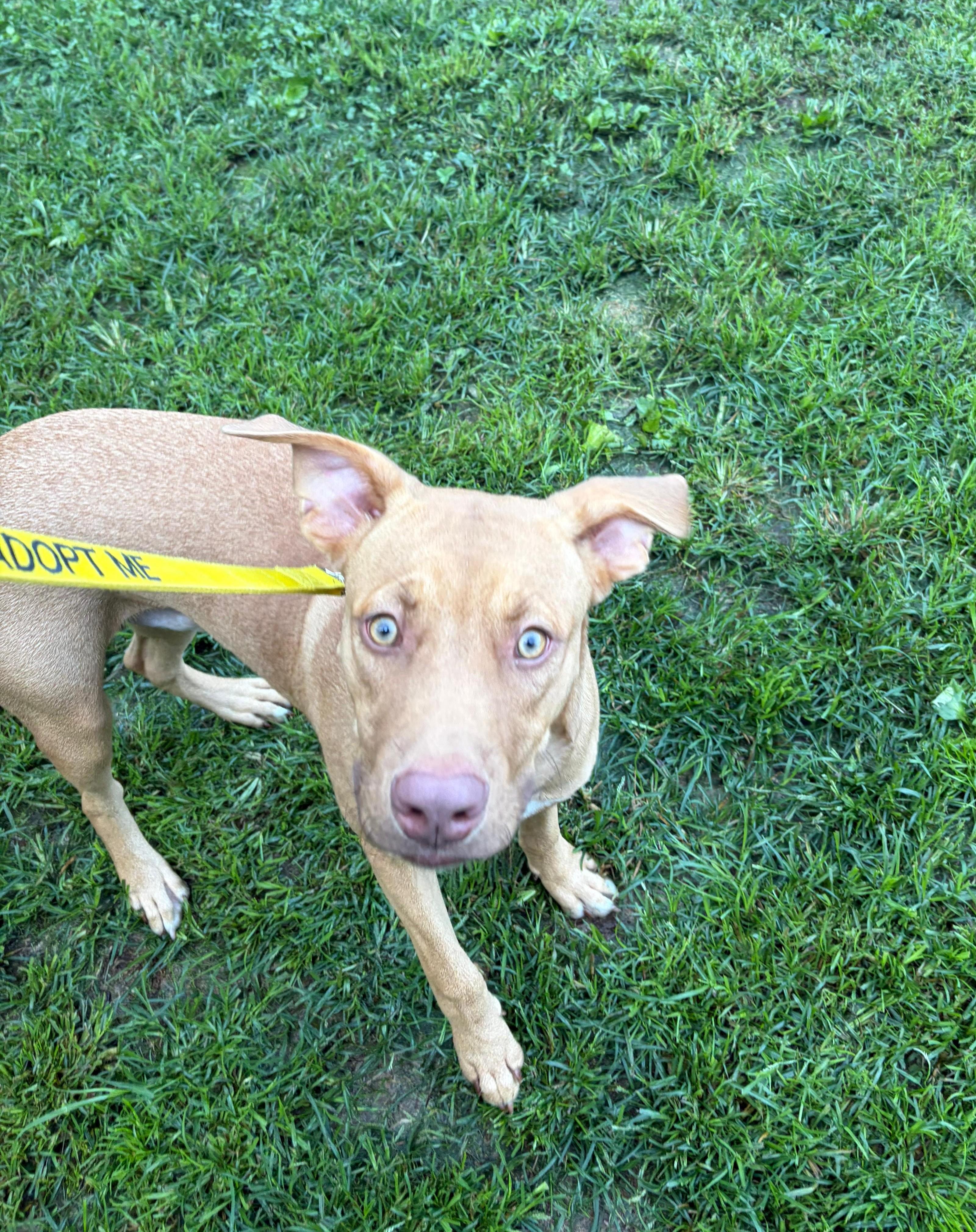 Enlarge Bob, an adopted Vizsla in Norwalk, CT image 5/6