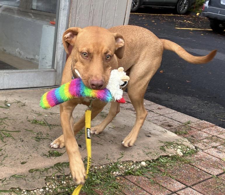 Enlarge Bob, an adopted Vizsla in Norwalk, CT image 6/6