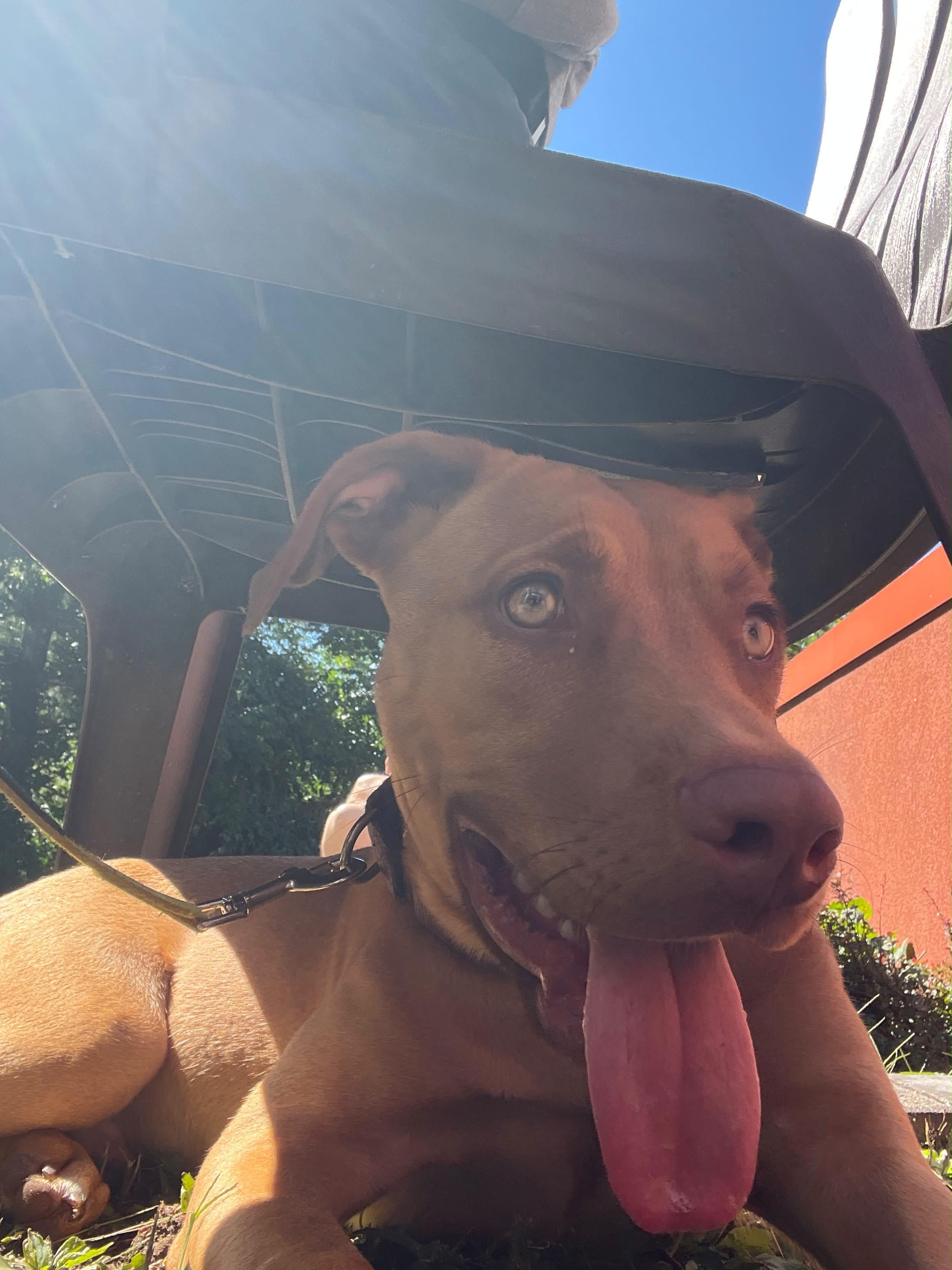 Enlarge Bob, an adopted Vizsla in Norwalk, CT image 2/6