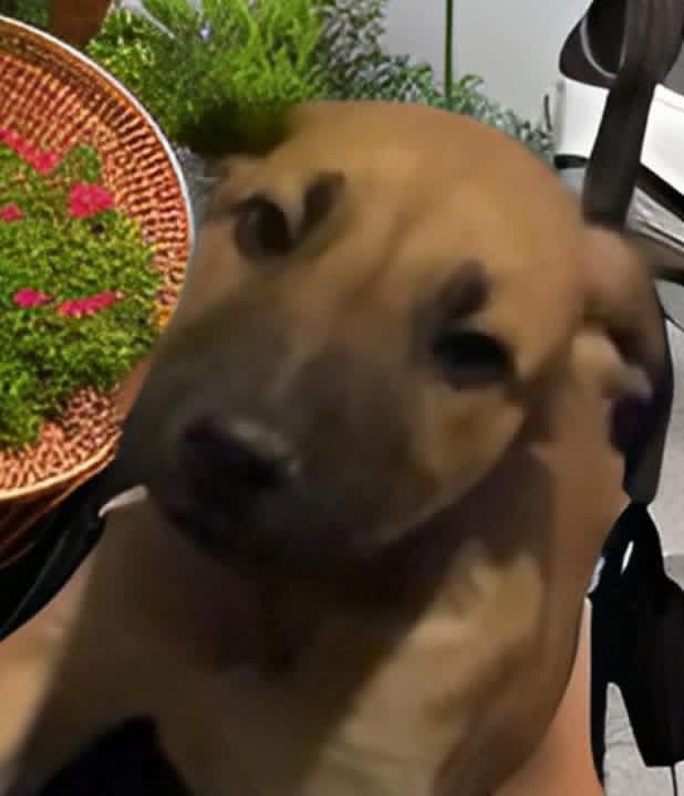 Ember, ADOPTABLE, Puppy Female Labrador Retriever & Mountain Cur.