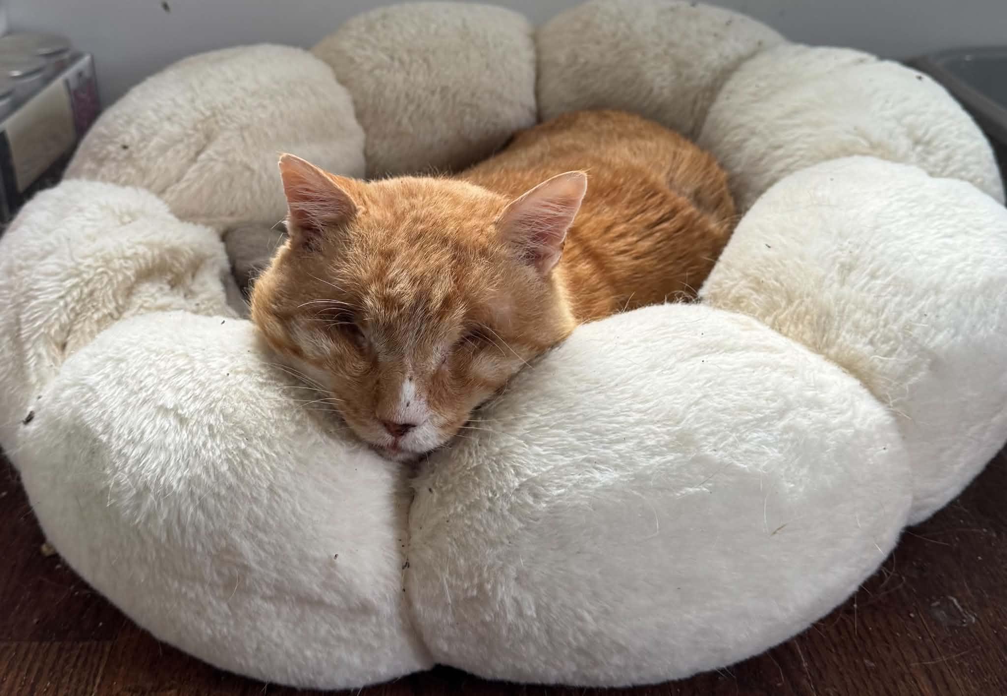 Nacho, a ADOPTABLE Domestic Short Hair in Lansdowne, PA image 2/2