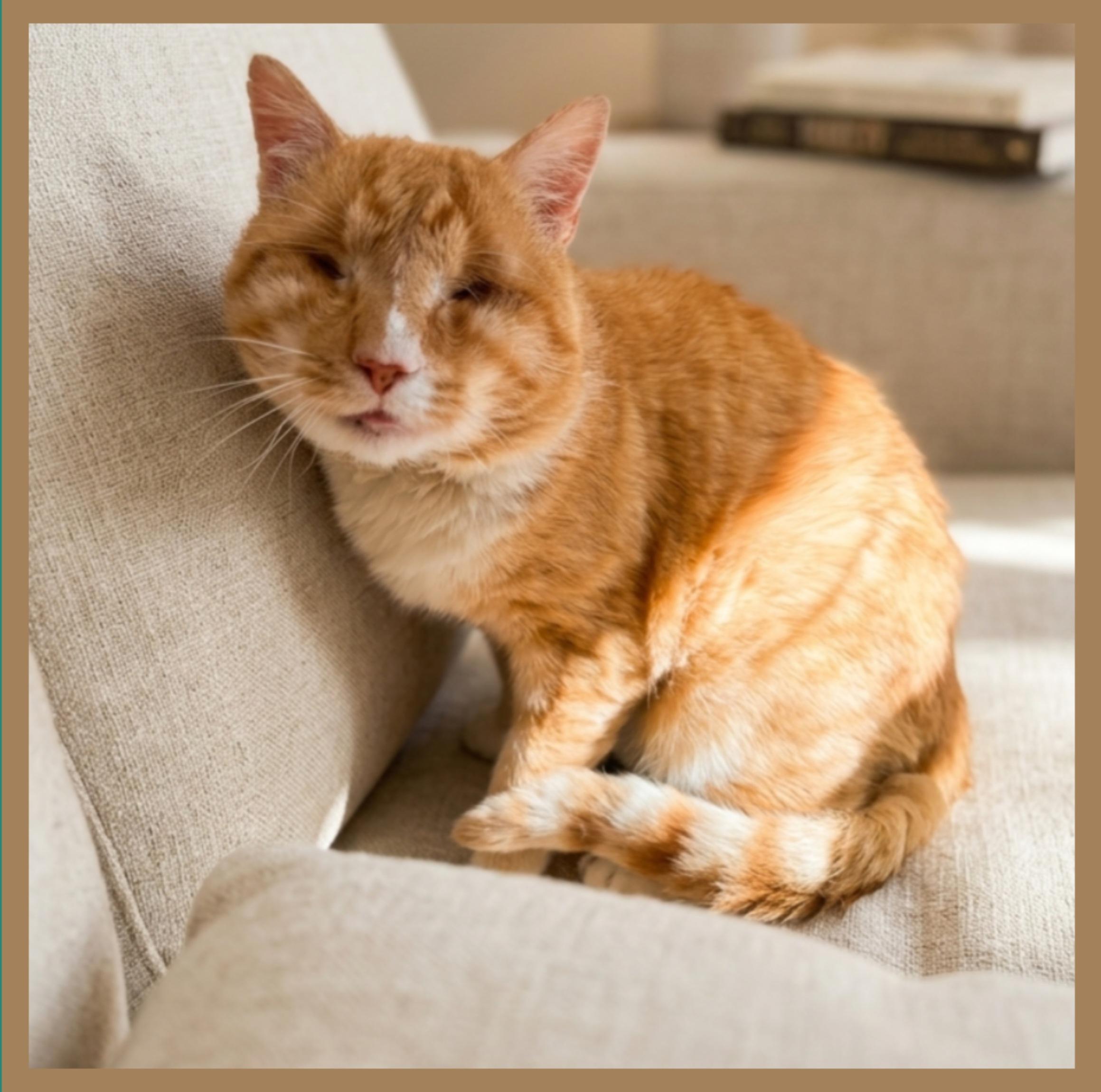 Nacho, ADOPTABLE, Adult Male Domestic Short Hair.
