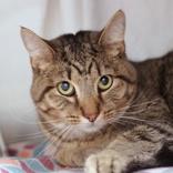 Enlarge Simba, a ADOPTABLE Domestic Short Hair in Hilliard, OH image 1/1