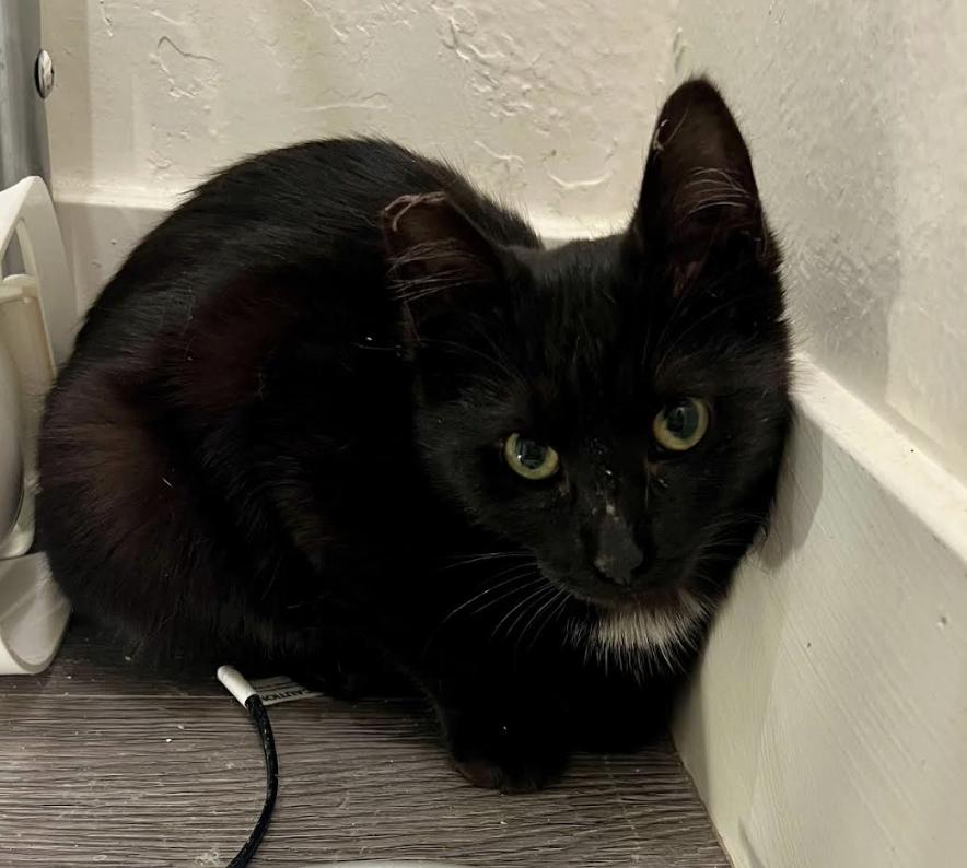 Laverne (C), a Adoptable Domestic Short Hair in Los Angeles, CA image 1/3