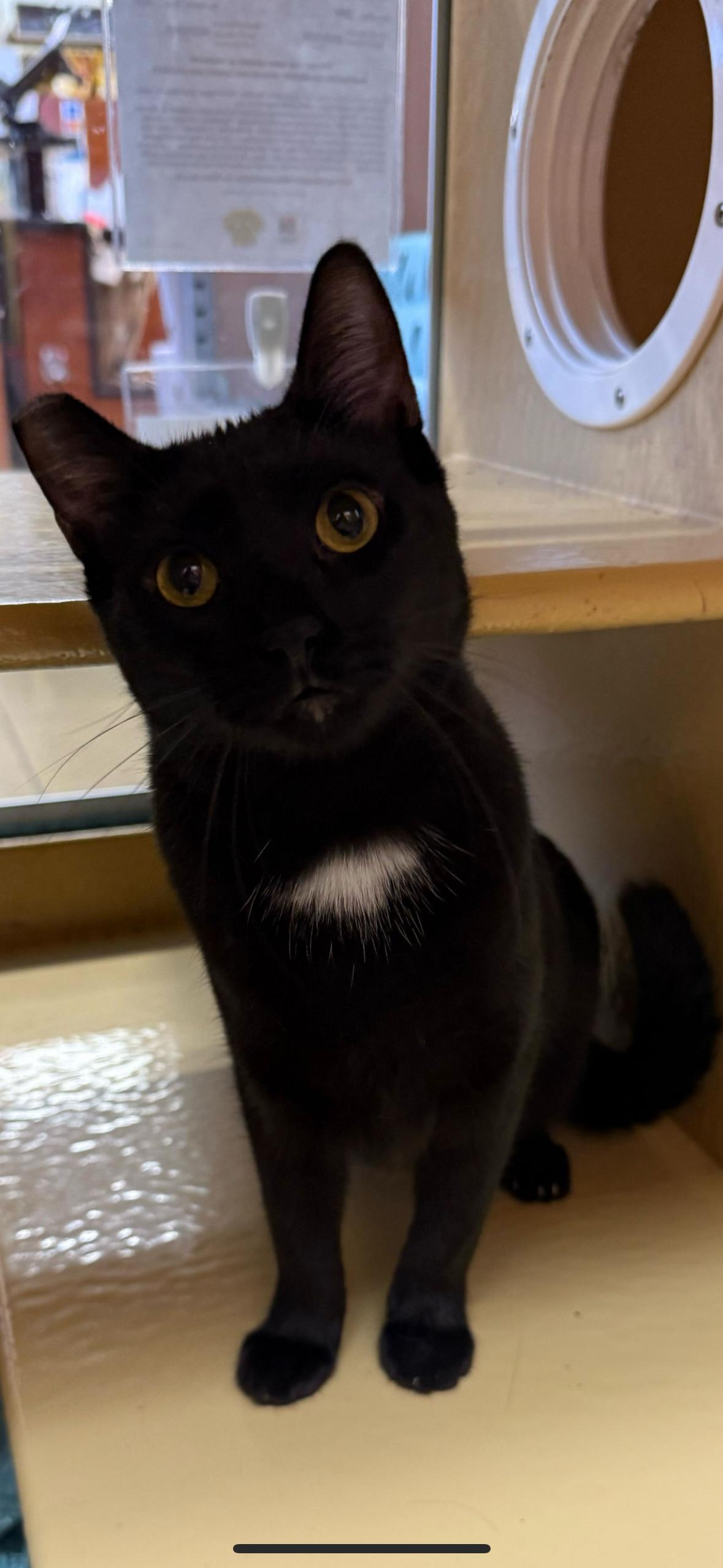 Laverne (C), a Adoptable Domestic Short Hair in Los Angeles, CA image 2/3