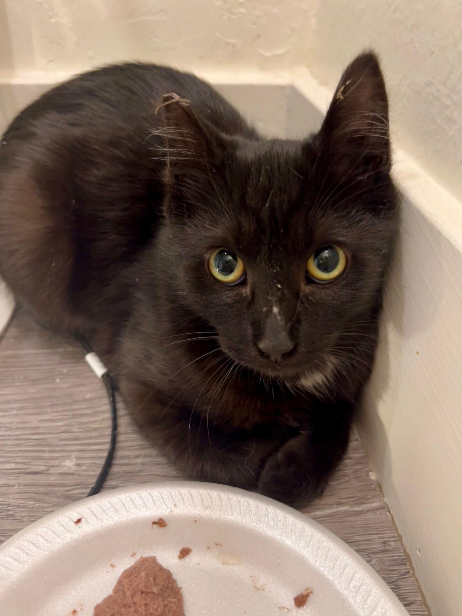 Laverne (C), a Adoptable Domestic Short Hair in Los Angeles, CA image 3/3