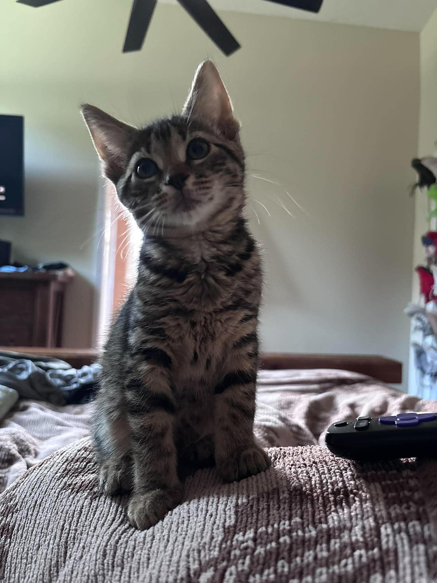 Enlarge Comet, a Adoptable Domestic Short Hair in Clayton, NC image 1/5