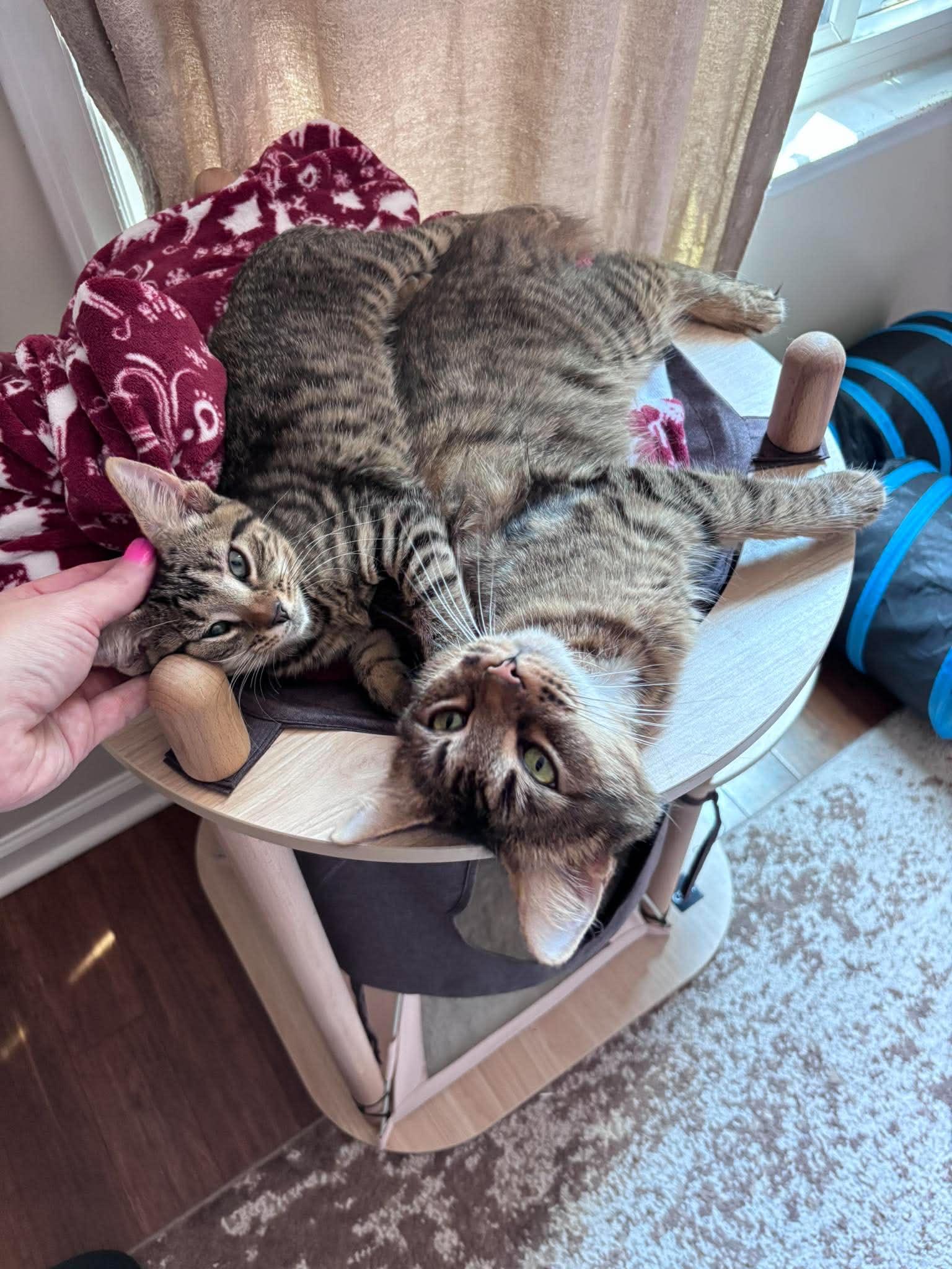 Enlarge Comet, a Adoptable Domestic Short Hair in Clayton, NC image 3/5