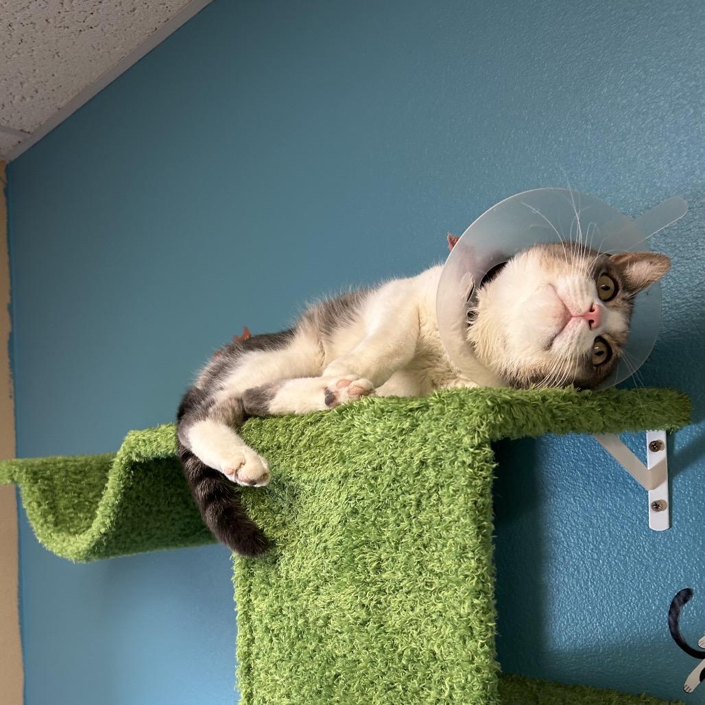 Horton - Playful lovebug!, Adoptable, Adult Male Domestic Short Hair.