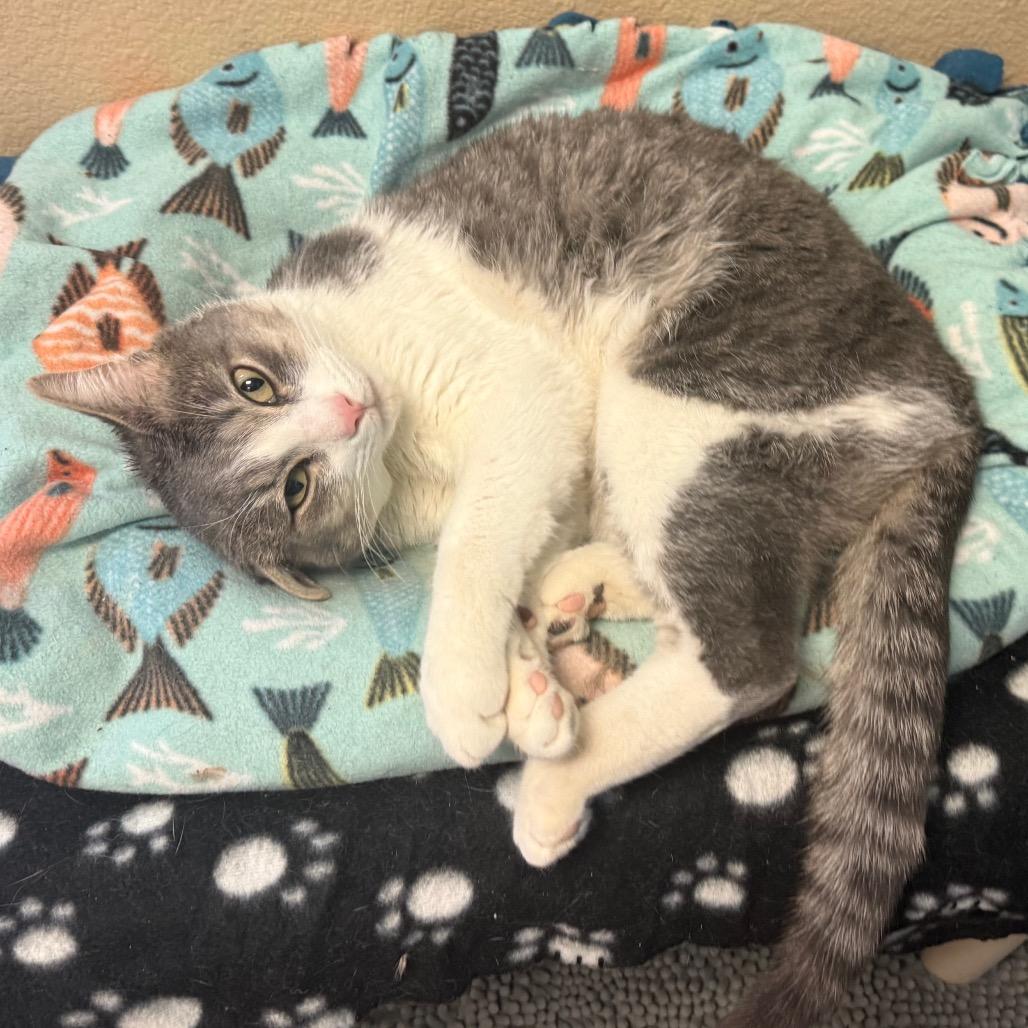 Horton - Playful lovebug!, a Adoptable Domestic Short Hair in Flagstaff, AZ image 2/6