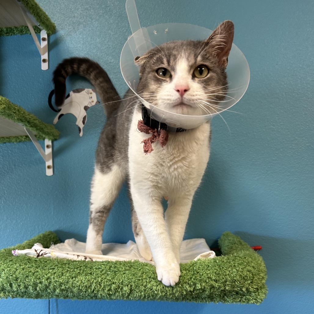 Horton - Playful lovebug!, a Adoptable Domestic Short Hair in Flagstaff, AZ image 3/6