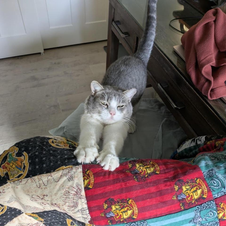 Horton - Playful lovebug!, a Adoptable Domestic Short Hair in Flagstaff, AZ image 4/6