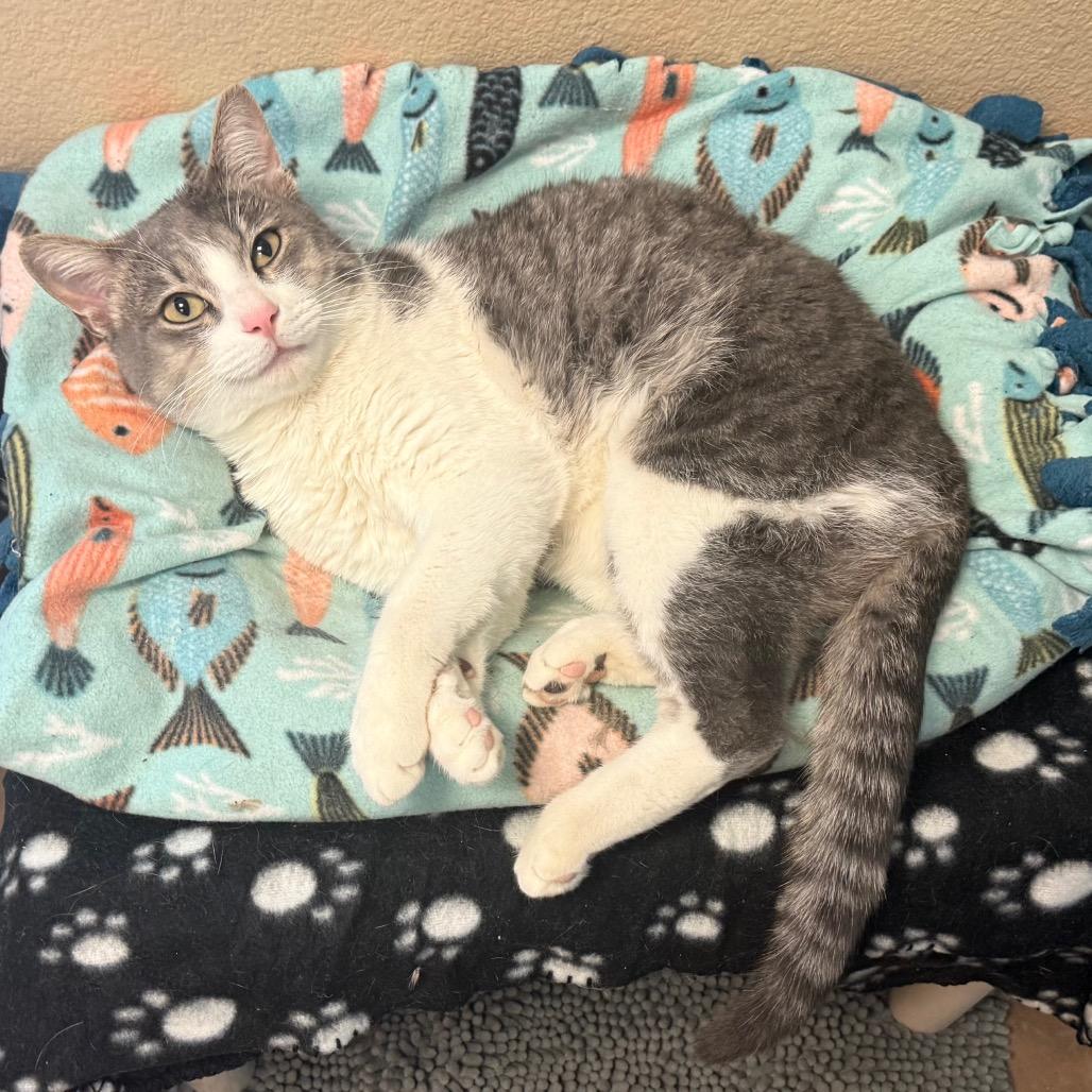 Horton - Playful lovebug!, a Adoptable Domestic Short Hair in Flagstaff, AZ image 5/6