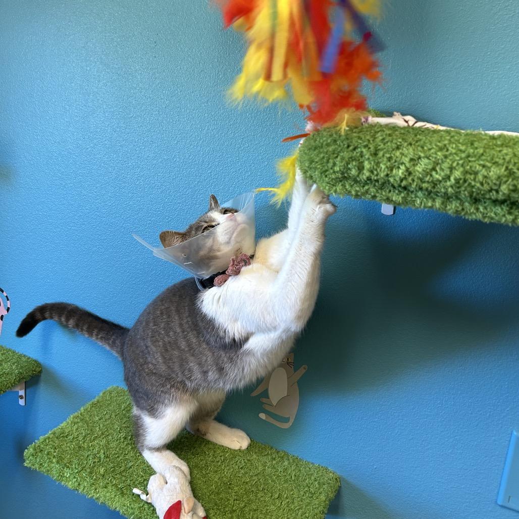 Horton - Playful lovebug!, a Adoptable Domestic Short Hair in Flagstaff, AZ image 6/6