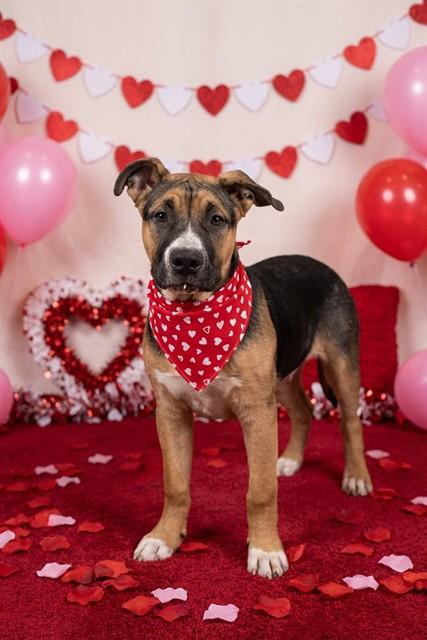 Enlarge BIG MAC, a Adoptable mixed breed in Belleville, IL image 1/1