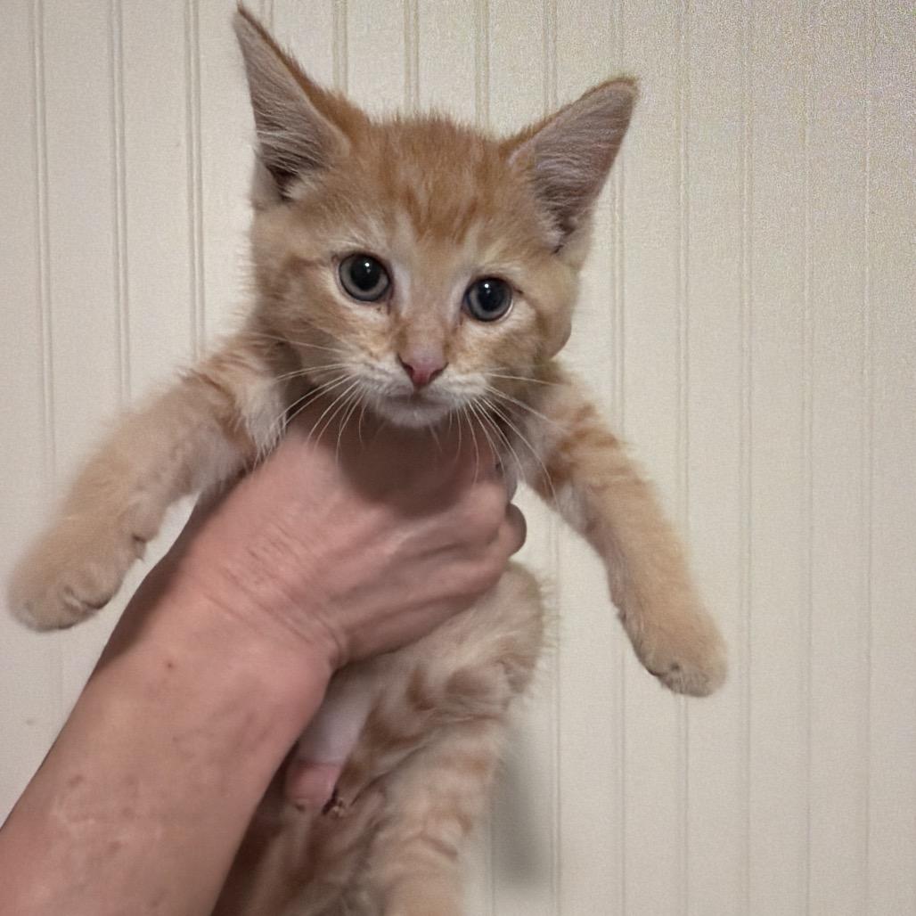 Enlarge Victory, a Adoptable Domestic Short Hair in Sequatchie, TN image 1/3