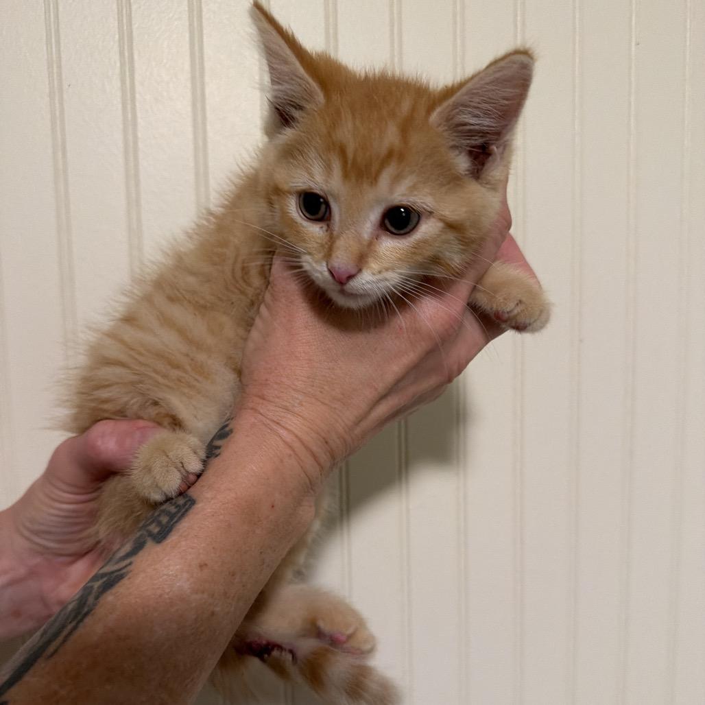 Enlarge Victory, a Adoptable Domestic Short Hair in Sequatchie, TN image 2/3