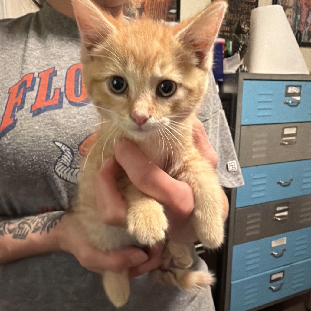 Enlarge Victory, a Adoptable Domestic Short Hair in Sequatchie, TN image 3/3