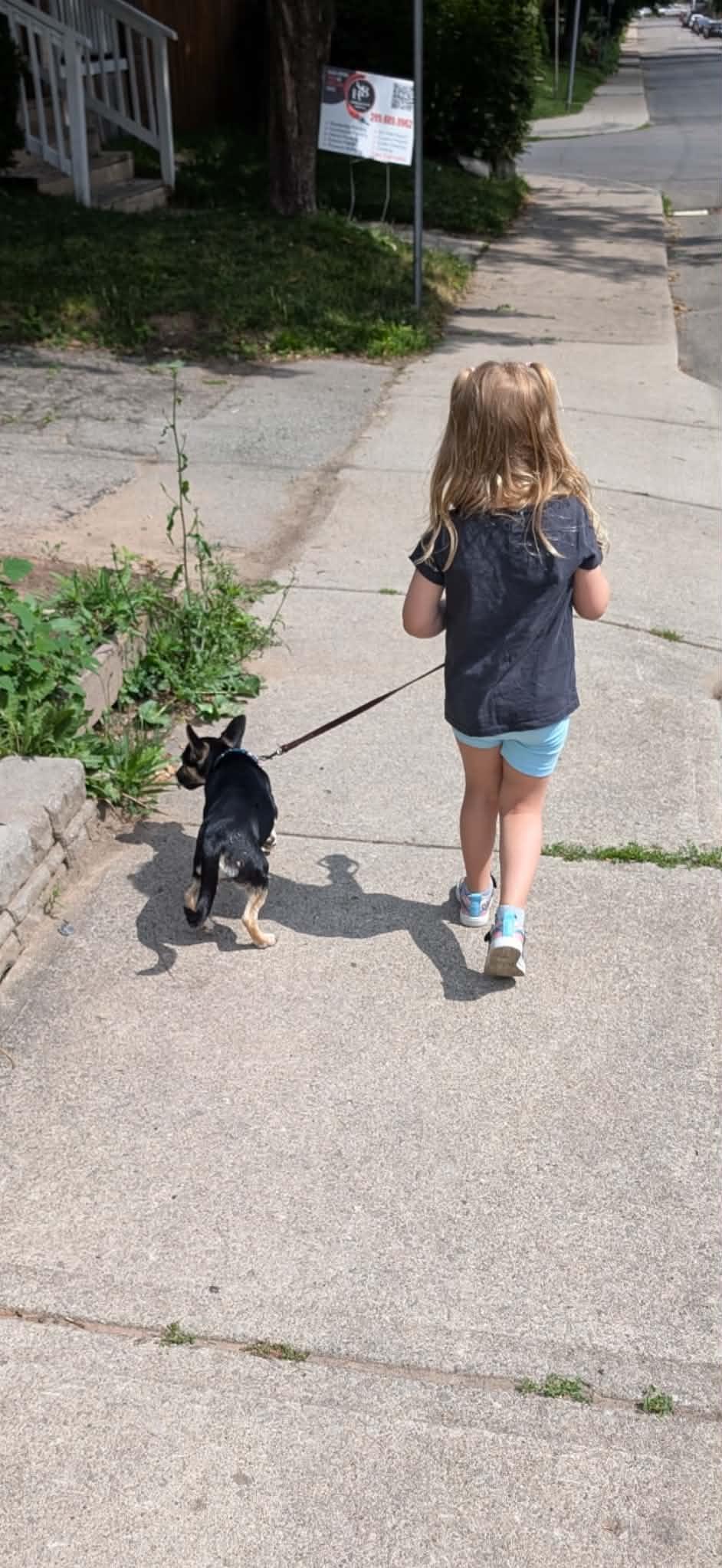 Enlarge Lisa, an adopted mixed breed in Hamilton, ON image 3/6