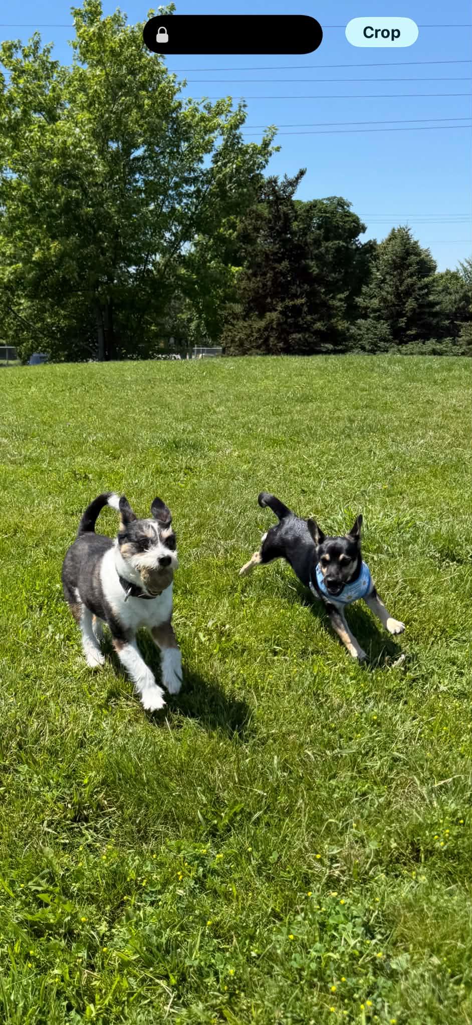 Enlarge Lisa, an adopted mixed breed in Hamilton, ON image 4/6