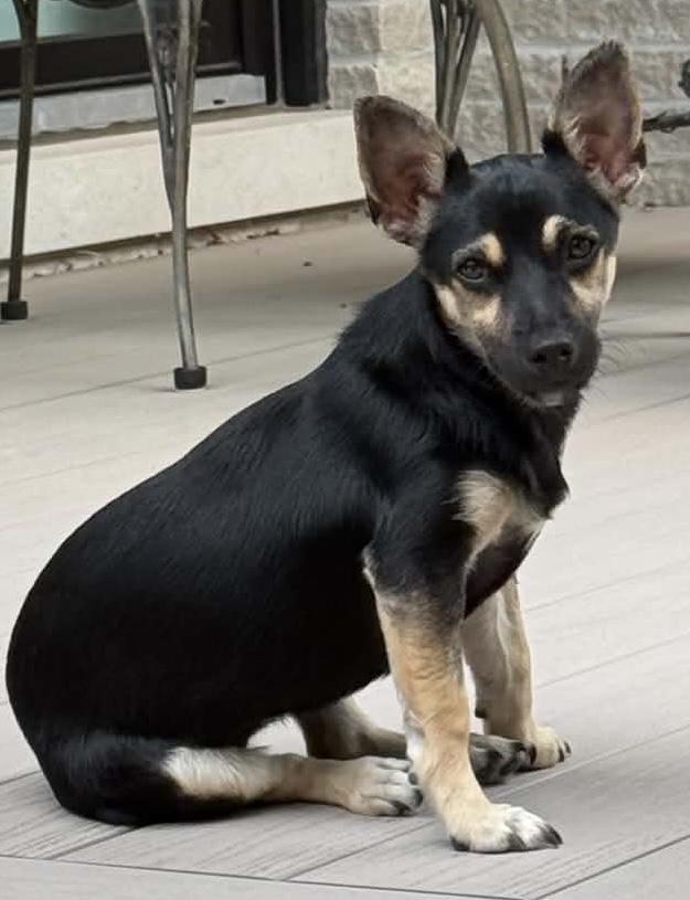 Lisa, adopted, Young Female Jack Russell Terrier.