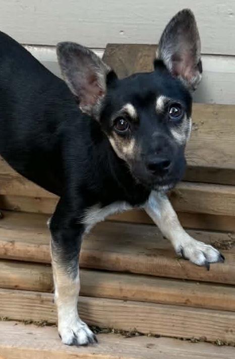 Enlarge Lisa, an adopted mixed breed in Hamilton, ON image 5/6