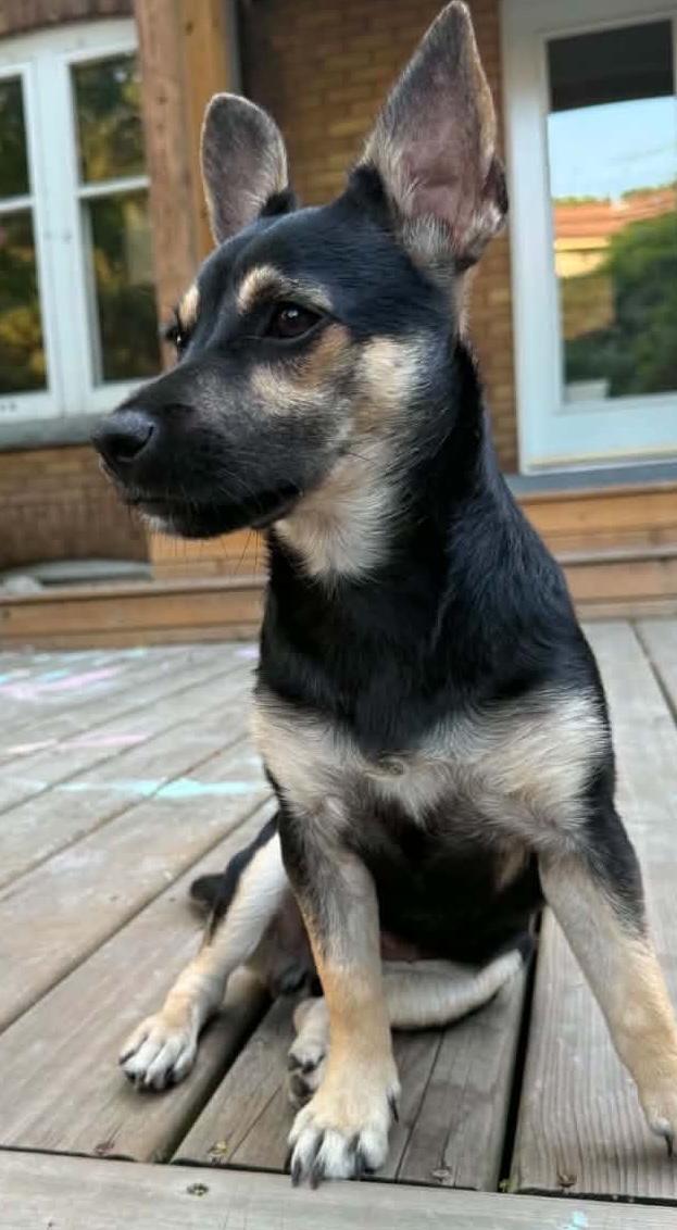 Enlarge Lisa, an adopted mixed breed in Hamilton, ON image 2/6