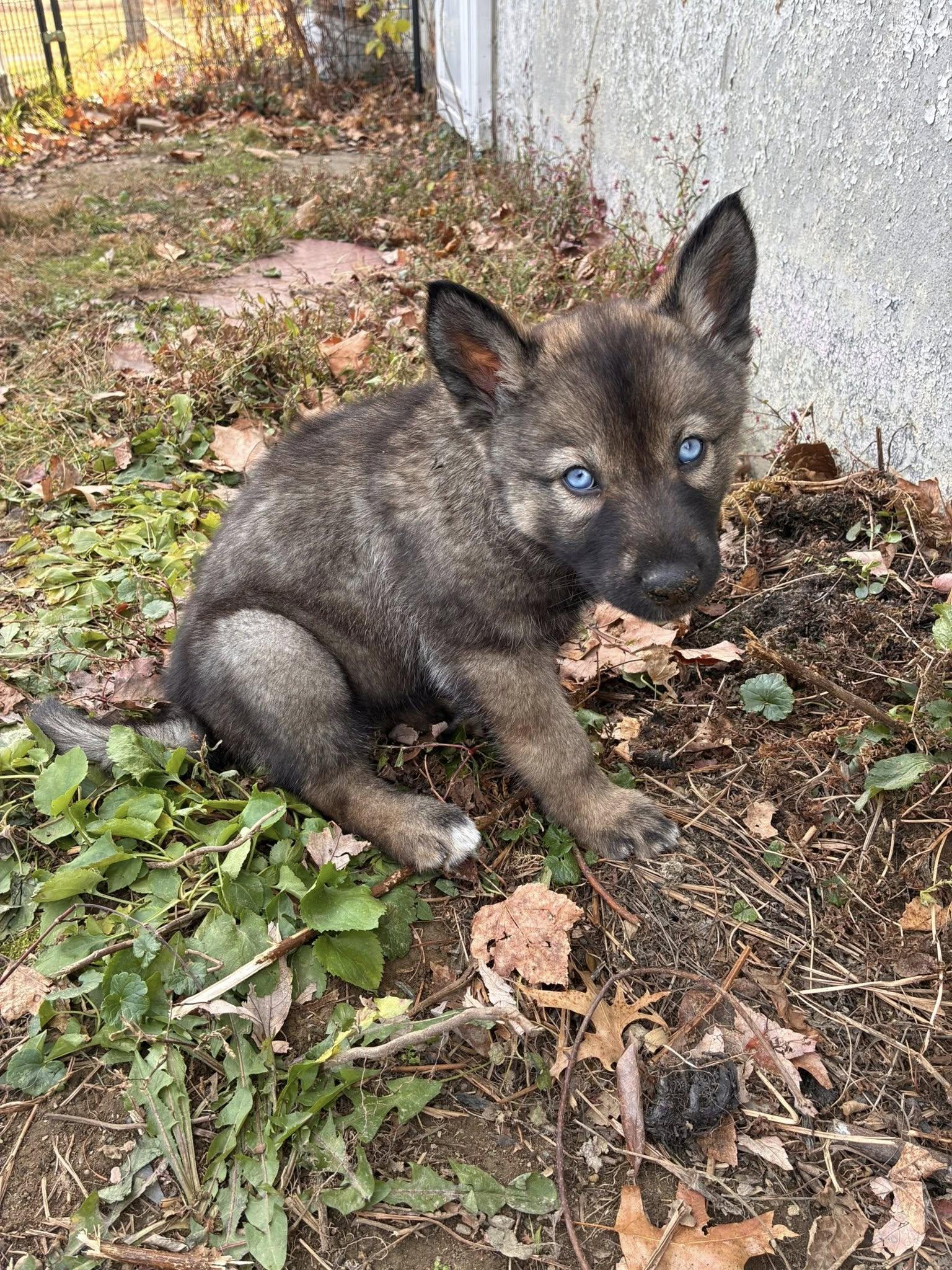 Enlarge echo, an adopted mixed breed in Turners Falls, MA image 1/2