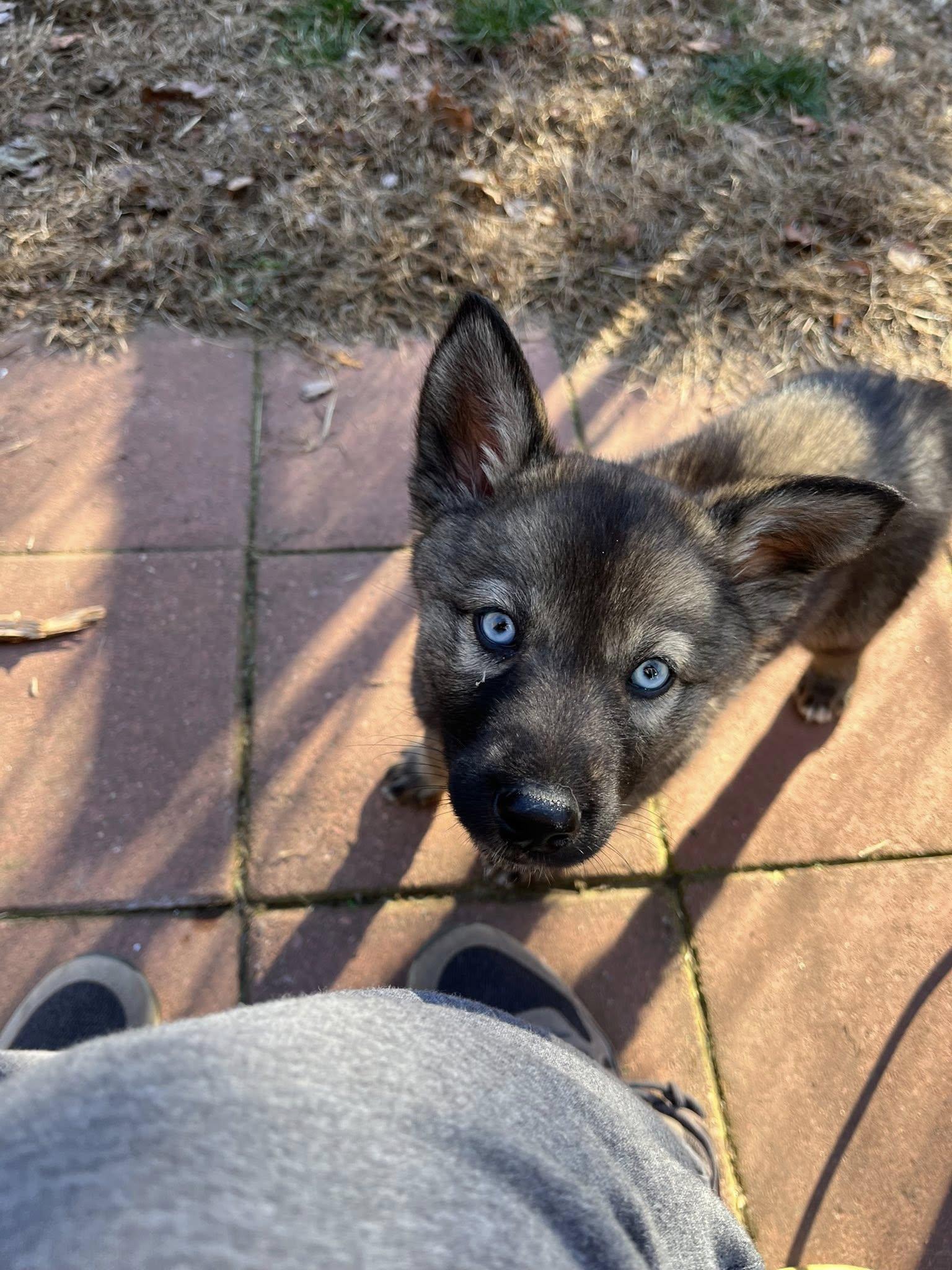Enlarge echo, an adopted mixed breed in Turners Falls, MA image 2/2