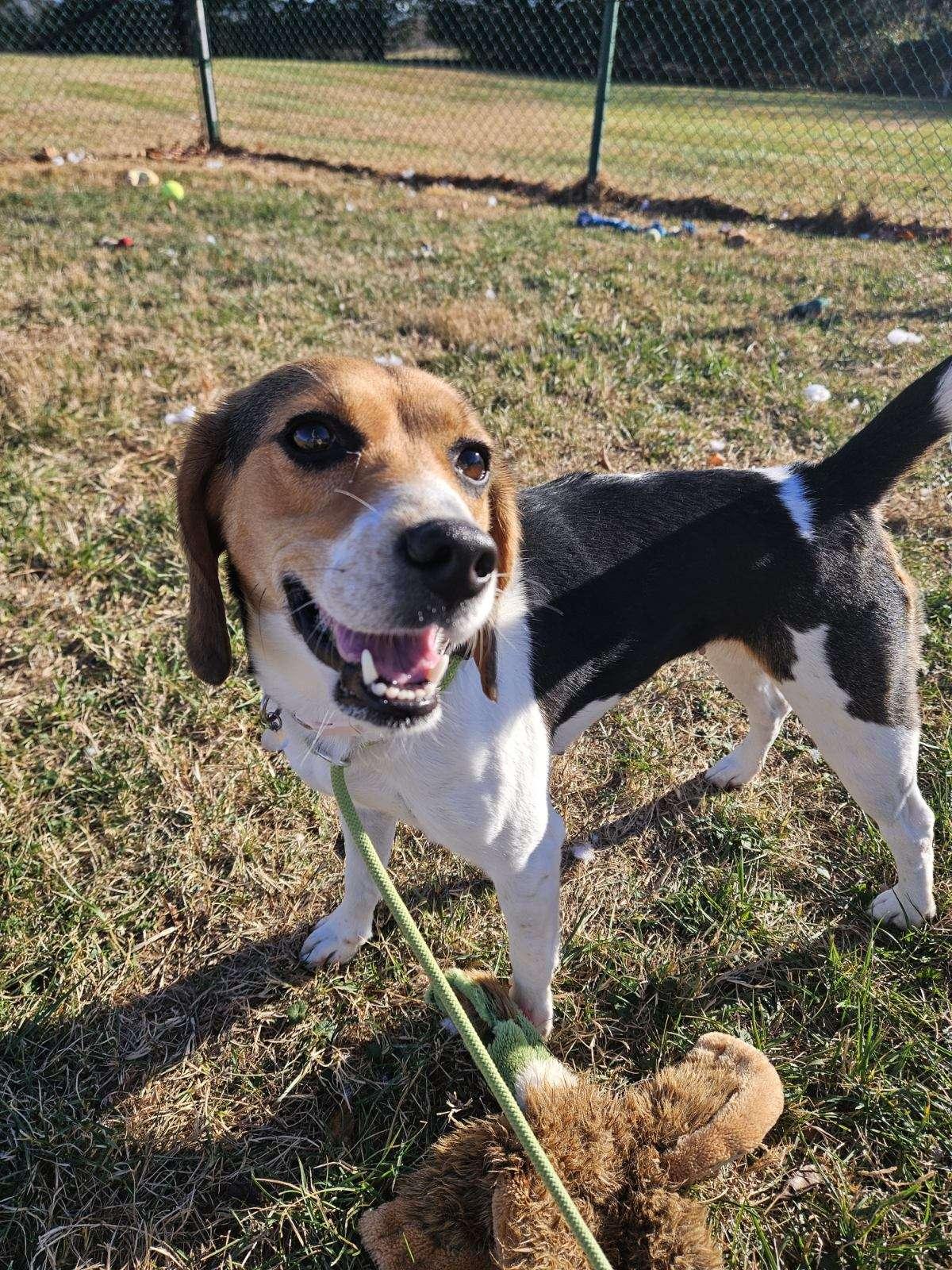 Autumn, a Adoptable Beagle in Culpeper, VA image 1/4