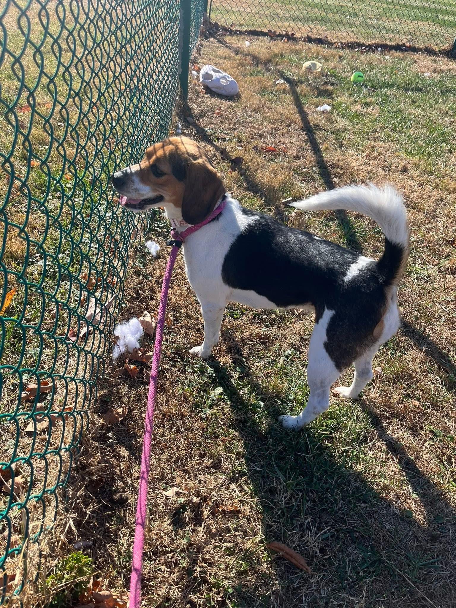 Autumn, a Adoptable Beagle in Culpeper, VA image 2/4