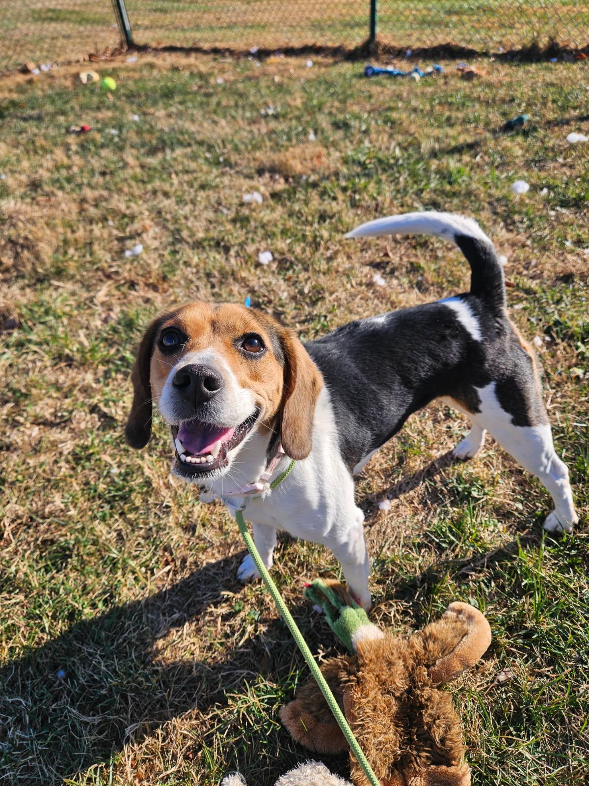 Autumn, a Adoptable Beagle in Culpeper, VA image 3/4