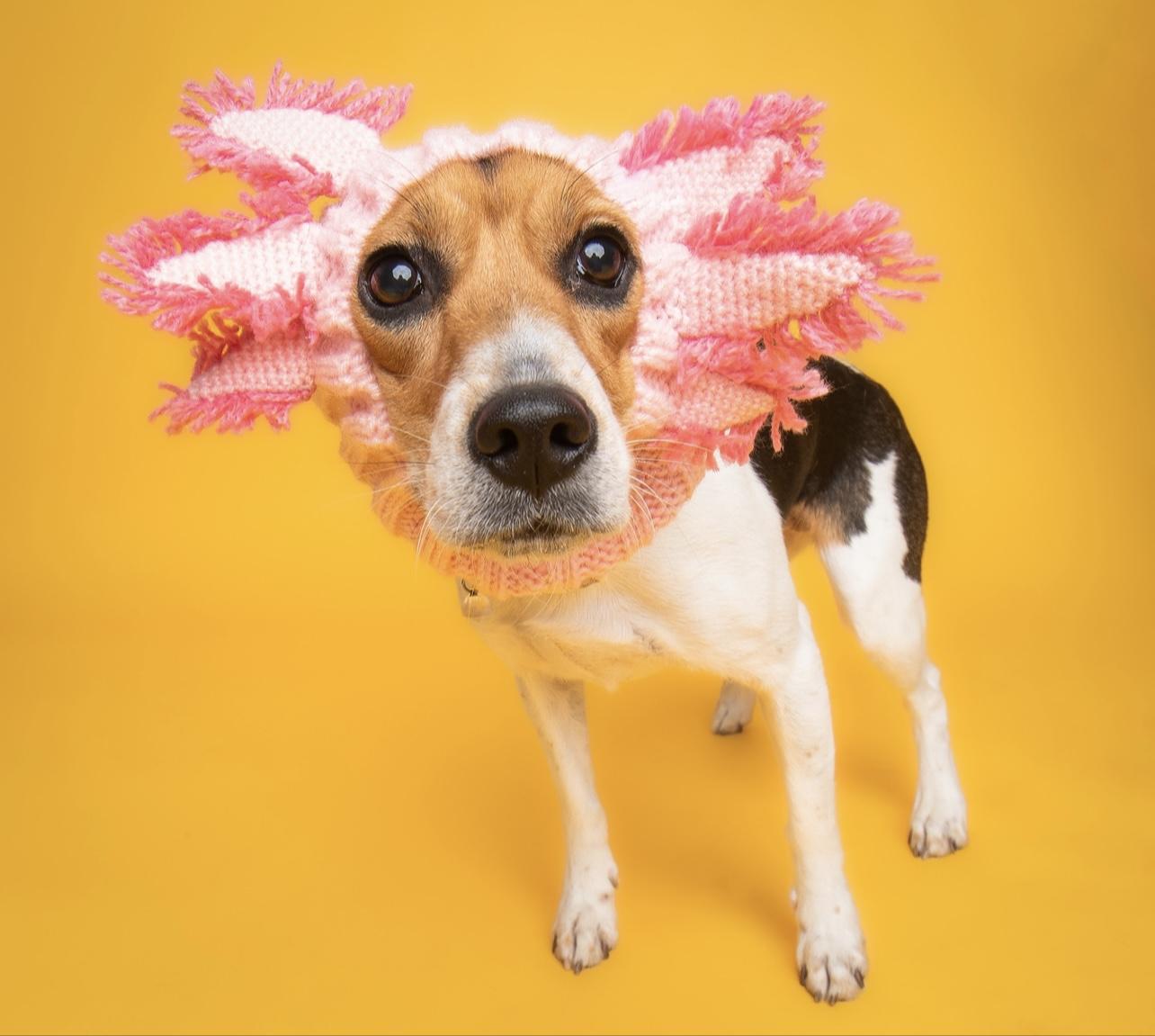 Autumn, a Adoptable Beagle in Culpeper, VA image 4/4