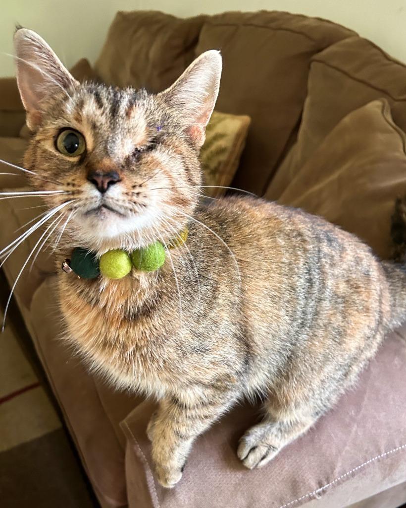 Hattie, Adoptable, Adult Female Domestic Short Hair.