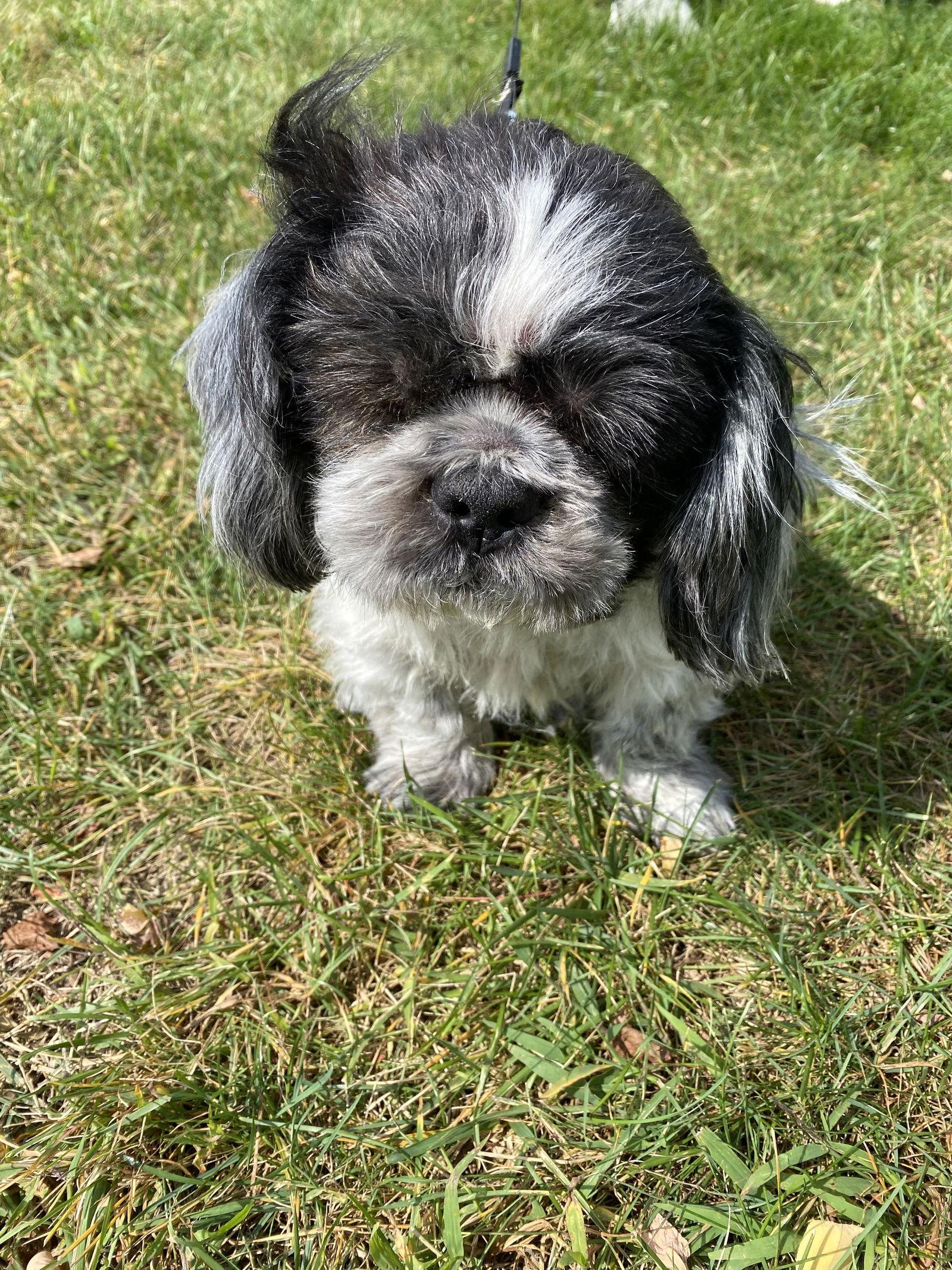 Enlarge Bruno, a Adoptable Shih Tzu in Monticello, NY image 3/3