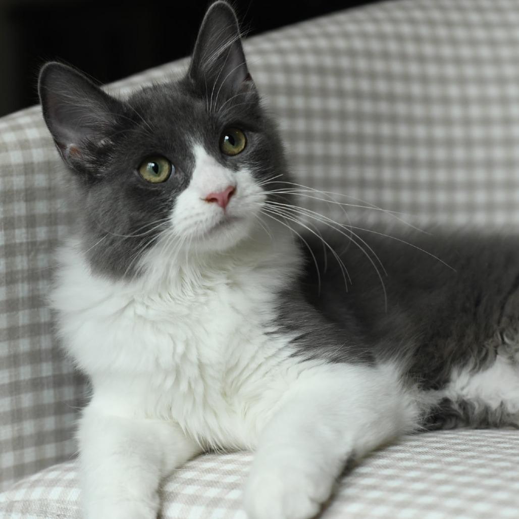 Mr Johnson, Adoptable, Kitten Male Domestic Medium Hair.