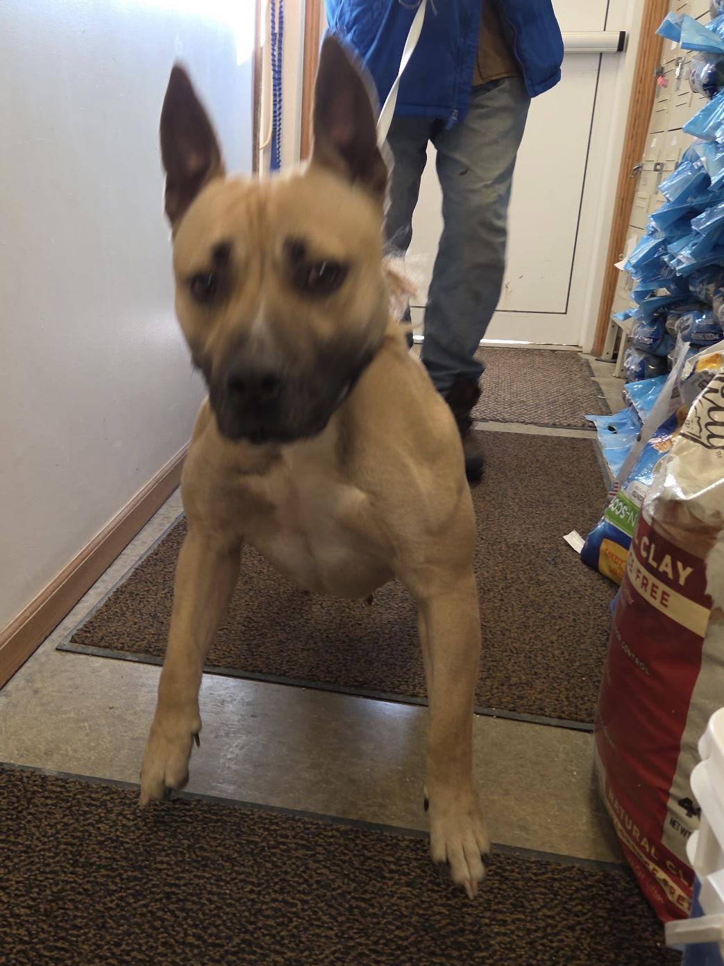 Enlarge Charlie, an adopted mixed breed in Indiana, PA image 1/1