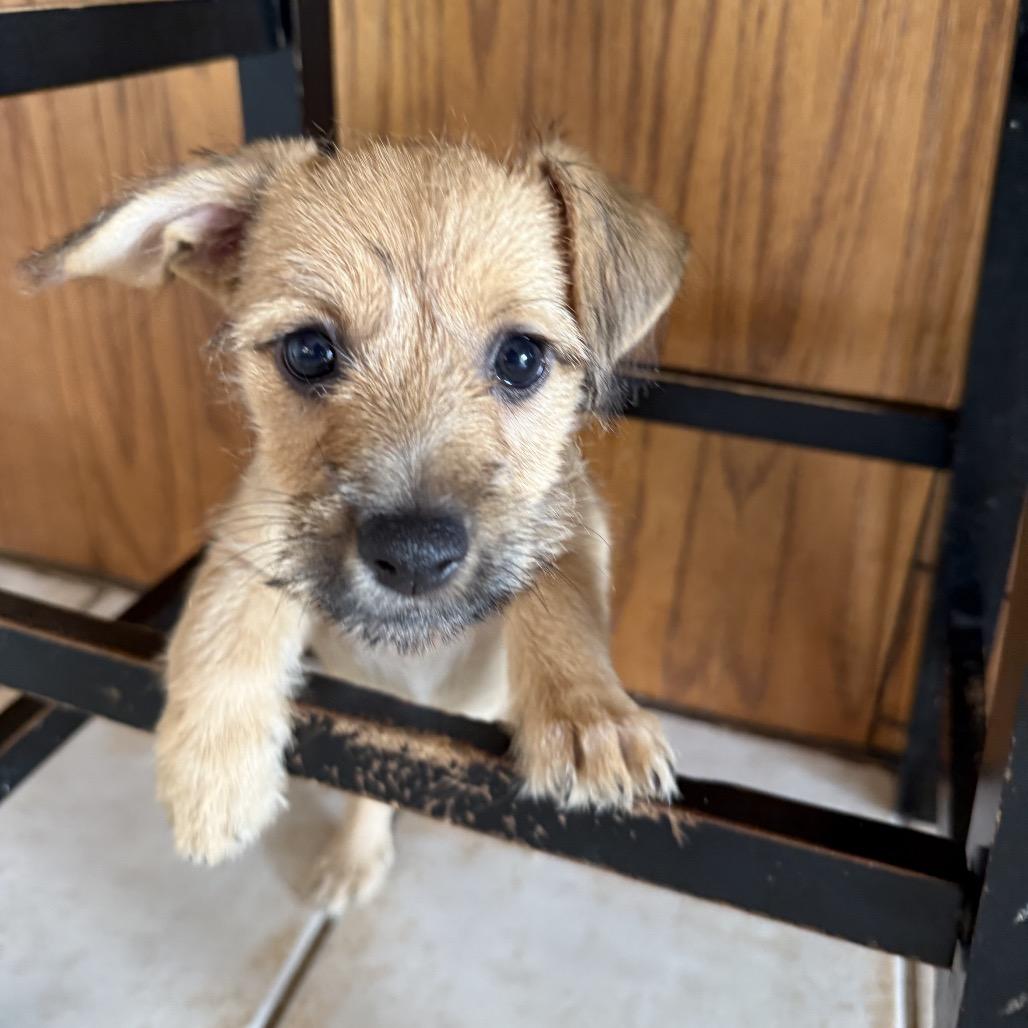 Mae, Adoptable, Puppy Female Terrier & Rat Terrier.