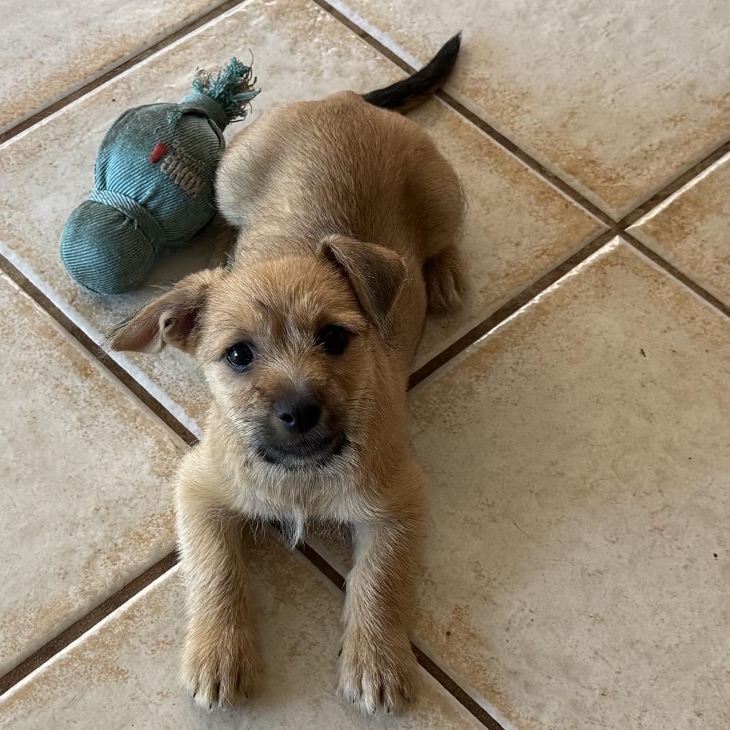 Enlarge Mae, a Adoptable mixed breed in San Diego, CA image 2/6