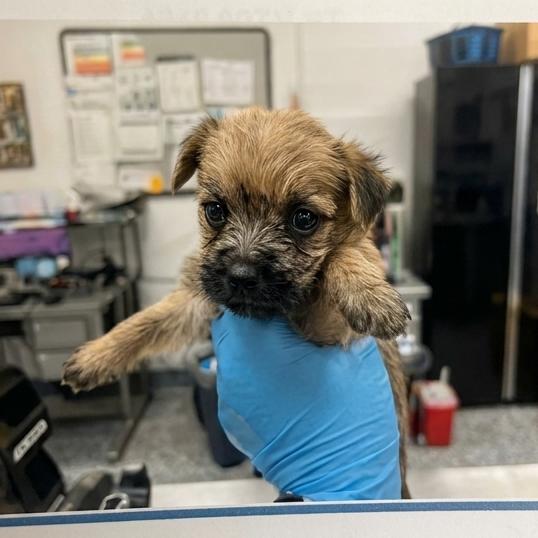Enlarge Mae, a Adoptable mixed breed in San Diego, CA image 3/6