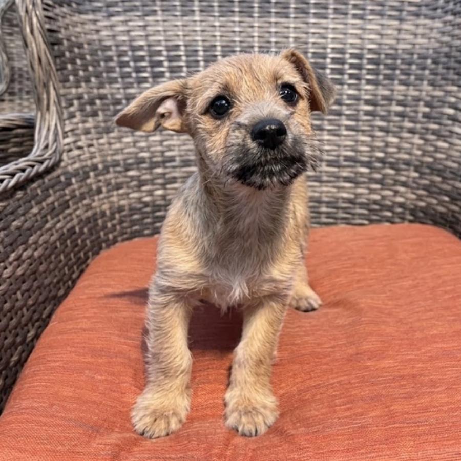 Enlarge Mae, a Adoptable mixed breed in San Diego, CA image 4/6