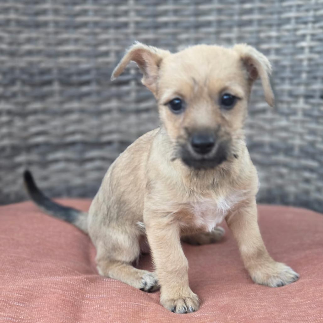 Enlarge Mae, a Adoptable mixed breed in San Diego, CA image 5/6