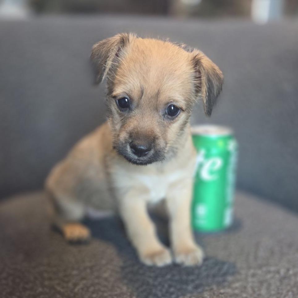 Enlarge Mae, a Adoptable mixed breed in San Diego, CA image 6/6