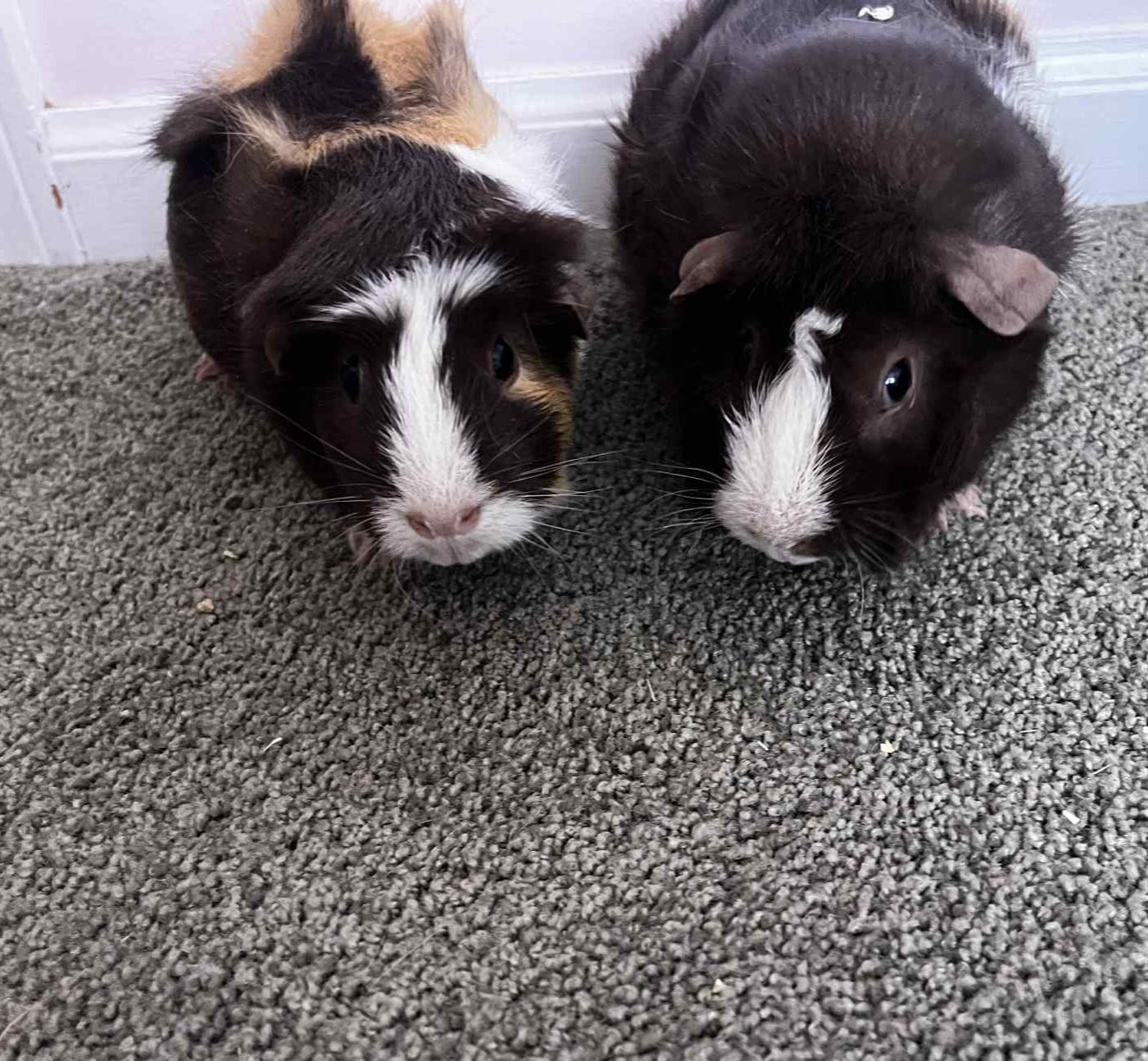 Enlarge Rosie & Izzy, a Adoptable Guinea Pig in Lincoln, NE image 1/4