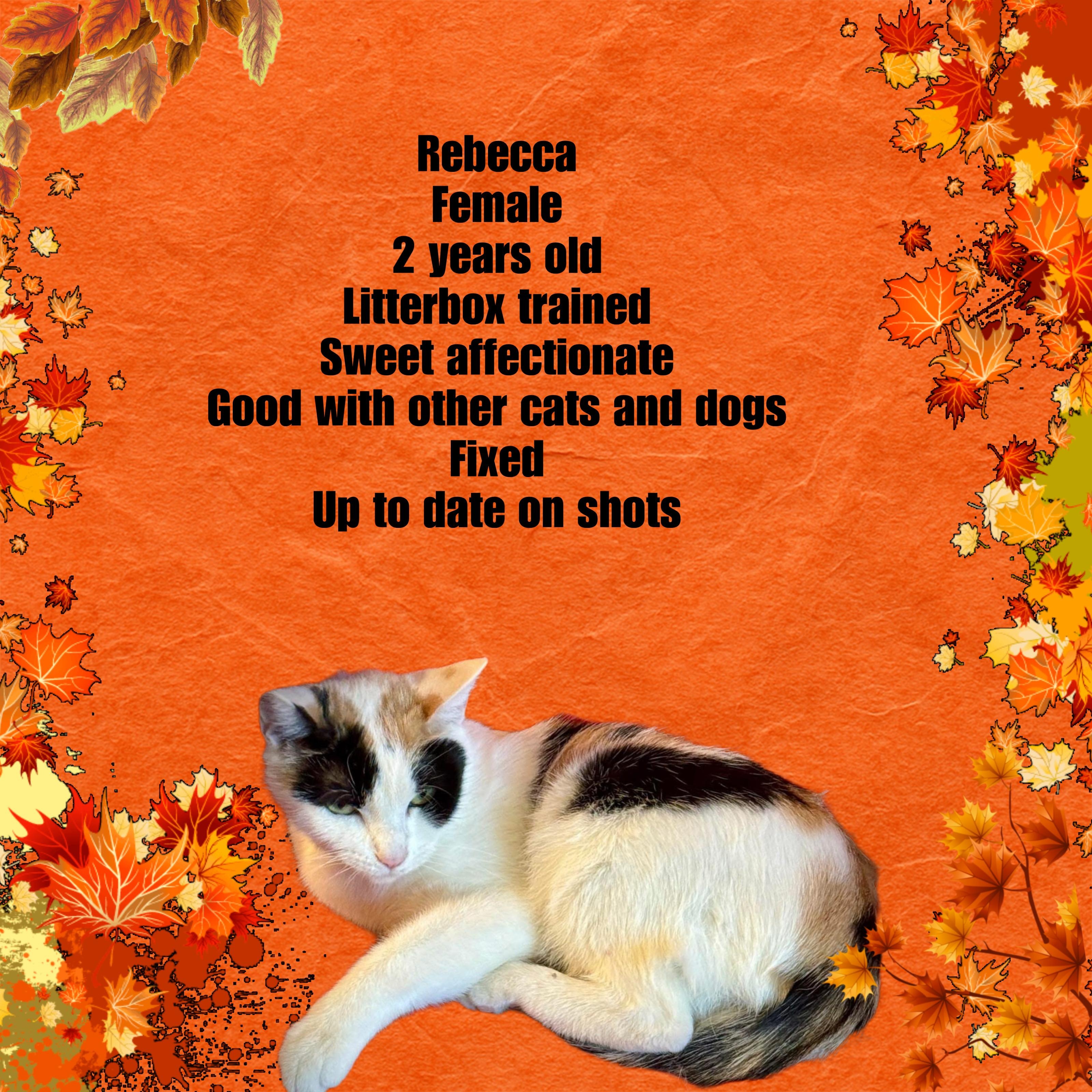 Rebecca, Adoptable, Adult Female Domestic Short Hair.