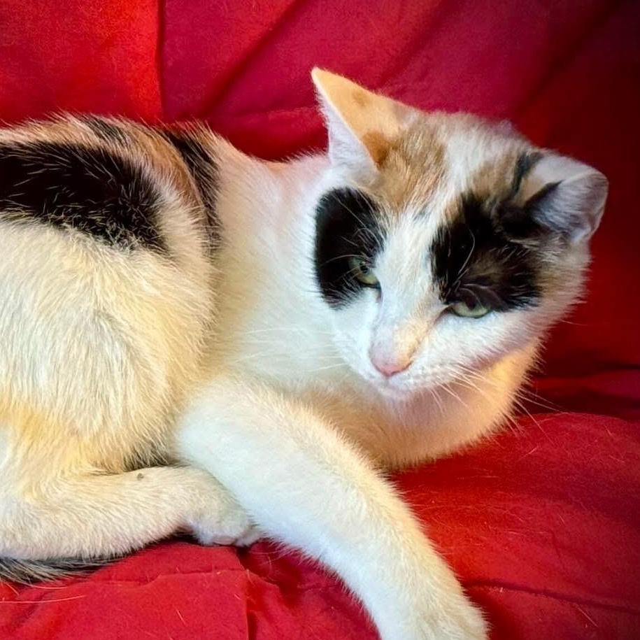 Rebecca, a Adoptable Domestic Short Hair in Fresno, CA image 2/2